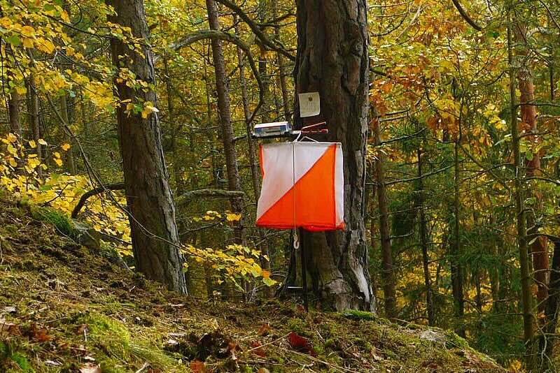 Orienteering in forest
